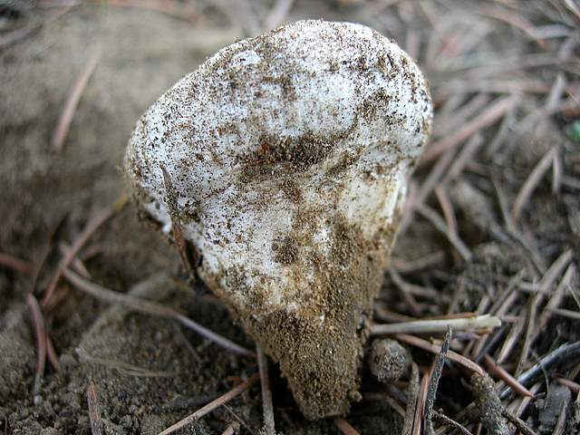 Agaricus pequinii    (Boud.)    Singer